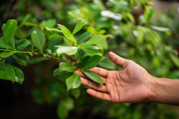 Best Tree Trimming and Pruning  in Silver Grove, KY