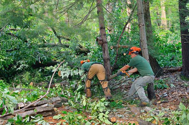 Best Tree and Shrub Care  in Silver Grove, KY