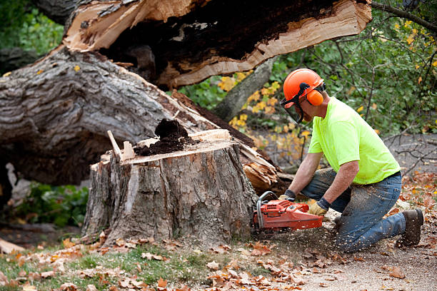  Silver Grove, KY Tree Services Pros