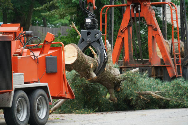 Best Weed Control  in Silver Grove, KY