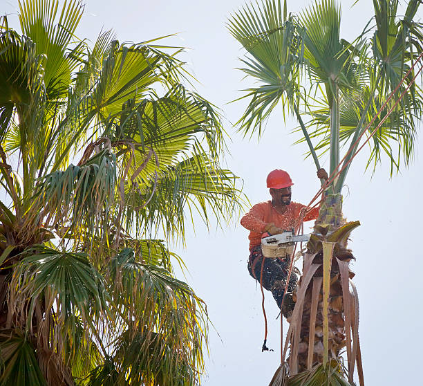 Best Arborist Consultation Services  in Silver Grove, KY