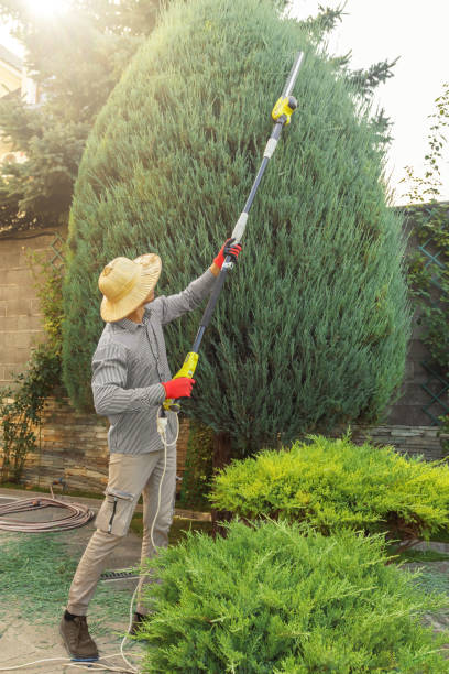 Best Tree Removal  in Silver Grove, KY