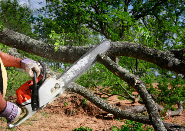 Best Aeration Services  in Silver Grove, KY